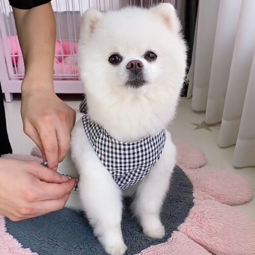 春夏透气千鸟格猫狗牵引胸背