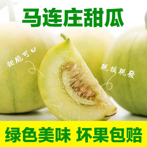 头茬正宗山东马连庄甜宝密宝王甜瓜4—4.5斤 脆脆甜甜 京东包邮