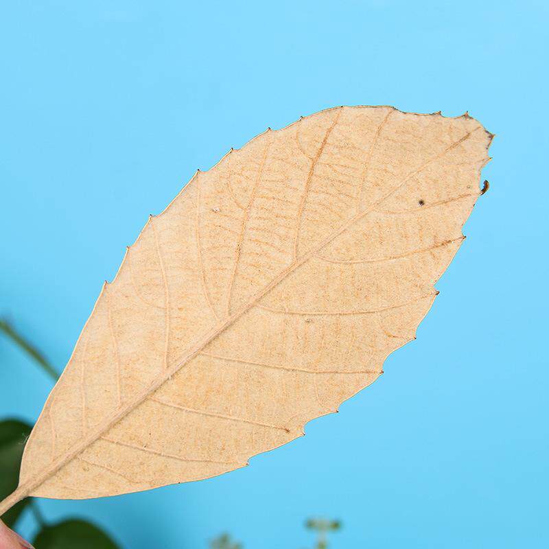 新款直销柏梨叶植物真树叶子拍摄场景布置橱窗装饰树叶干花环叶材