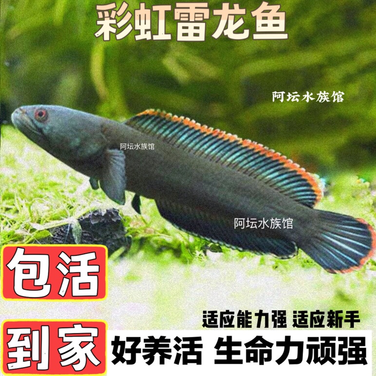 雷龙鱼观赏鱼原生冷水雷龙凶猛七彩雷龙好养活淡水鱼南鳢彩虹雷龙