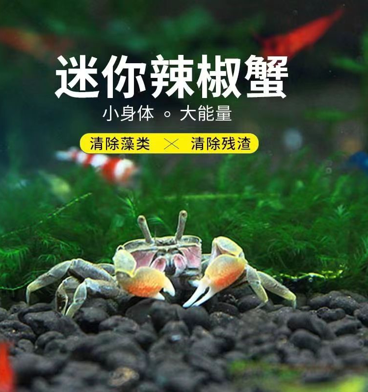 迷你蟹辣椒蟹观赏蟹可与灯科鱼孔雀鱼虾斑马鱼混养吃涡虫除藻活体