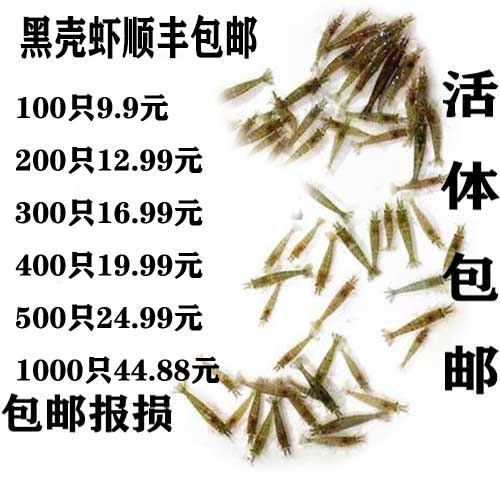 黑壳虾活体虾除藻虾河虾草虾包邮免包装