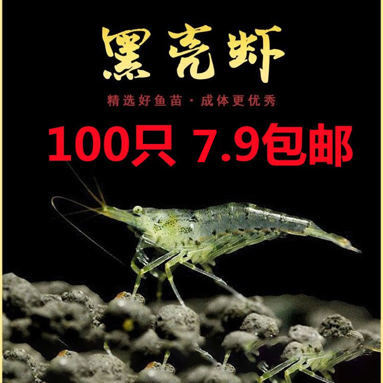 黑壳虾除藻虾观赏清洁虾工具虾草缸鱼缸造景宠物活体饲料包邮