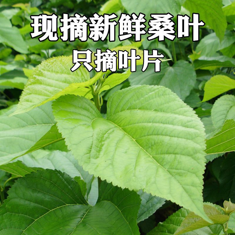 桑叶喂蚕新鲜蚕宝宝学生养蚕套装卵盒饲料叶大小蚕嫩桑叶新鲜现摘