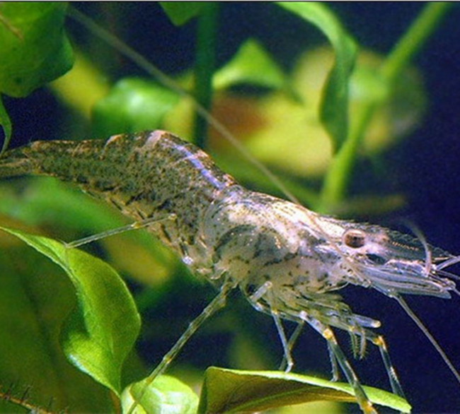 黑壳虾活体观赏虾水族箱除藻虾活体饲料虾草缸除藻清洁虾造景河虾