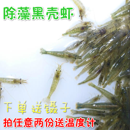 黑壳虾套餐水族箱除藻虾观赏虾清洁虾活体饲料工具虾草缸鱼缸造景