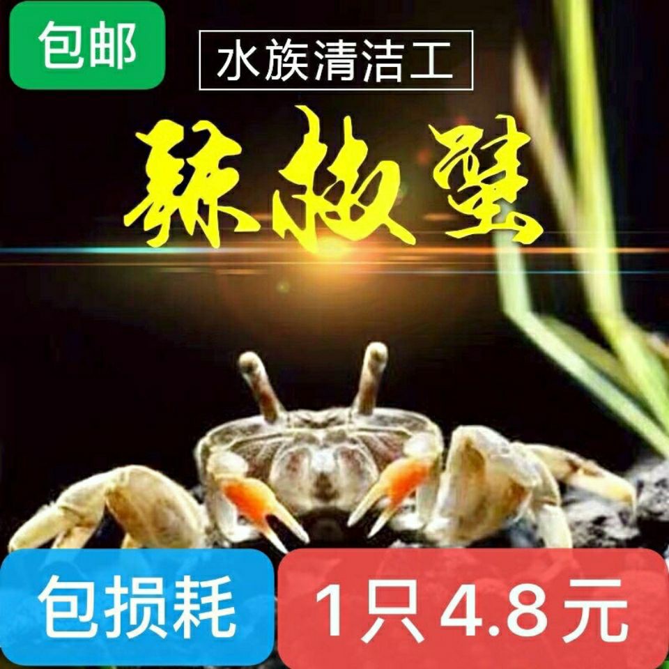 迷你蟹辣椒蟹观赏蟹可与灯科鱼孔雀鱼虾斑马鱼混养吃涡虫除藻活体