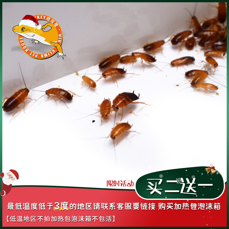 樱桃蟑螂活体饲料樱桃红蟑螂幼体活虫爬宠爬虫鸣虫食物守宫金龙鱼,宠物/宠物食品及用品,爬虫/鸣虫食物,淘宝优惠券,粉丝福利购,淘宝优惠卷