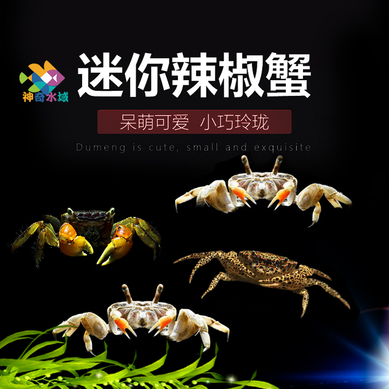 迷你辣椒蟹活体宠物观赏相手螃蟹斑马吃虫除藻淡水鱼缸爬行底栖动
