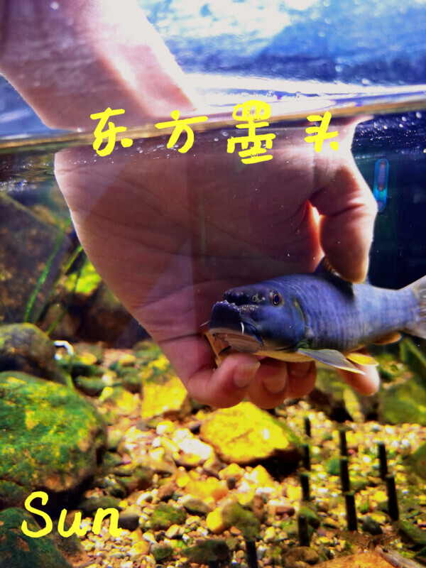 东方墨头鱼活体观赏冷水鱼除藻工具鱼稀有原生鱼淡水鱼活体  包邮