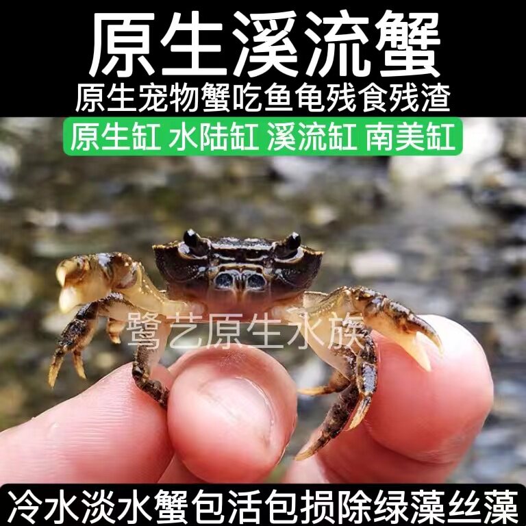 观赏蟹原生溪流蟹深水蟹迷你小螃蟹宠物吃除藻华溪蟹清理鱼龟残食