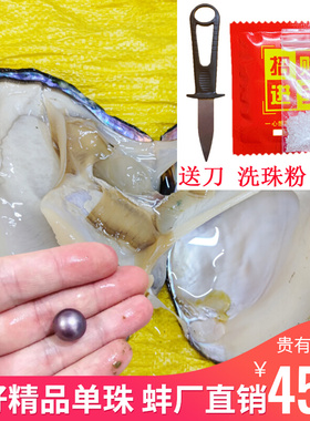 6年圆形大单珠蚌天然淡水单颗自己开取妖紫色爱迪生鲜活珍珠蚌壳