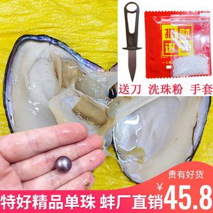 6年圆形大单珠蚌天然淡水单颗自己开取妖紫色爱迪生鲜活珍珠蚌壳