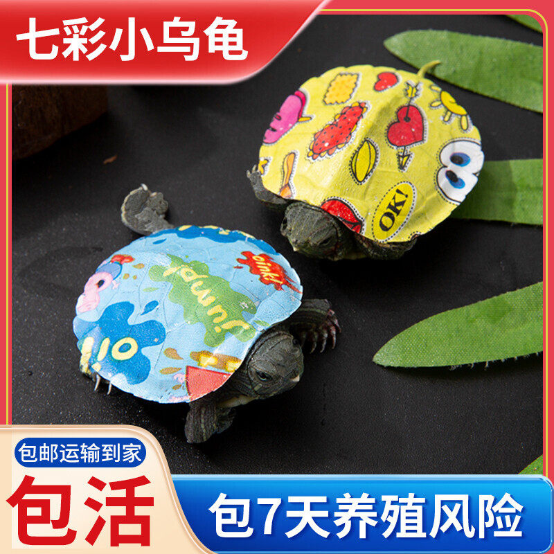 炫彩小乌龟七彩巴西龟活物乌龟彩龟观赏宠物龟网红卡通彩色小乌龟