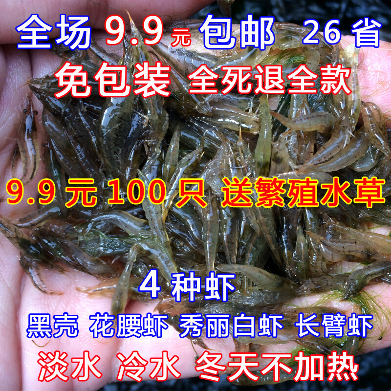 黑壳虾水族宠物活体鱼缸清洁工具观赏虾淡水冷水除藻小虾米