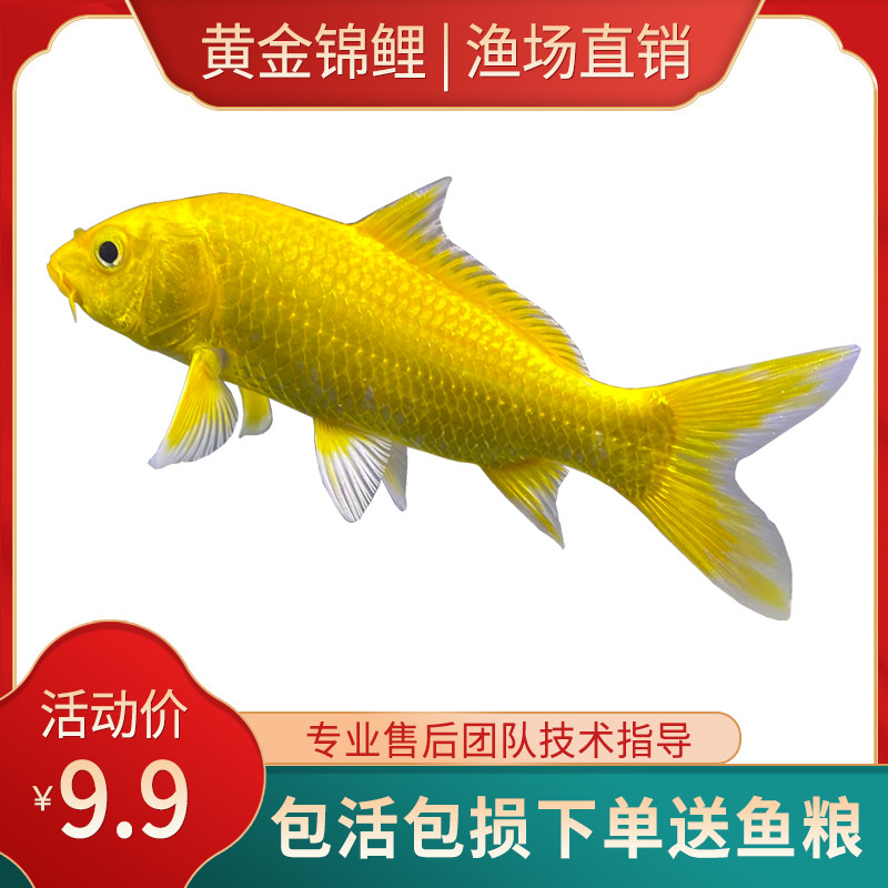 黄金锦鲤鱼观赏鱼冷水鱼金鱼活体黄鲤鱼招财鱼风水鱼黄金龙凤锦鲤