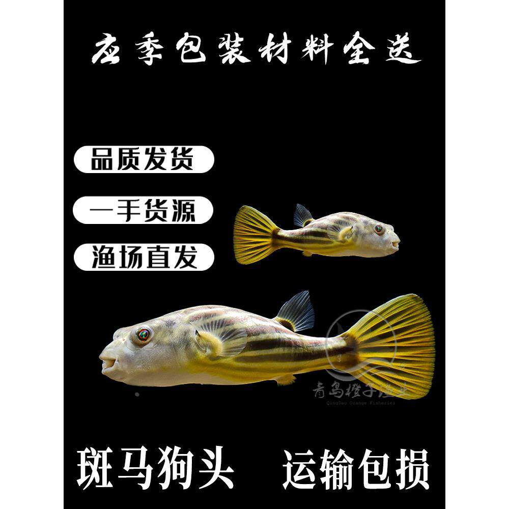 斑马狗头河豚鱼斑狗头鱼苗热带鱼观赏鱼淡水河豚凶猛鱼苗活体包邮