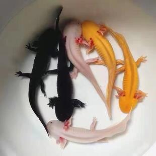 六角龙鱼活鱼六角恐龙娃娃鱼观赏鱼中华蝾螈无需打氧冷水鱼小火龙