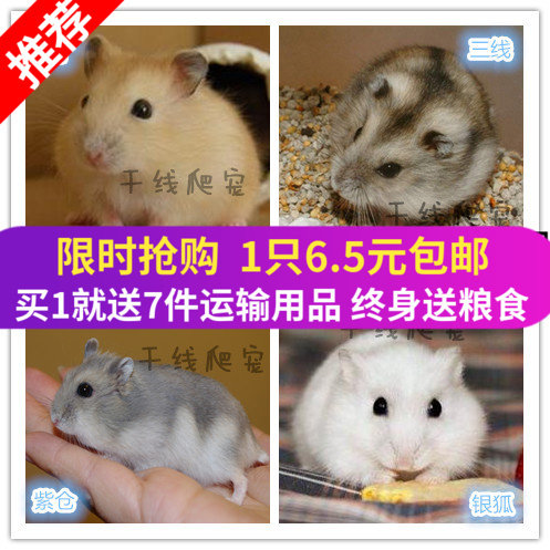 宠物小仓鼠活物已打过疫苗金丝熊活体情侣三线银狐布丁紫仓送手册,宠物/宠物食品及用品,笼子,淘宝优惠券,粉丝福利购,淘宝优惠卷