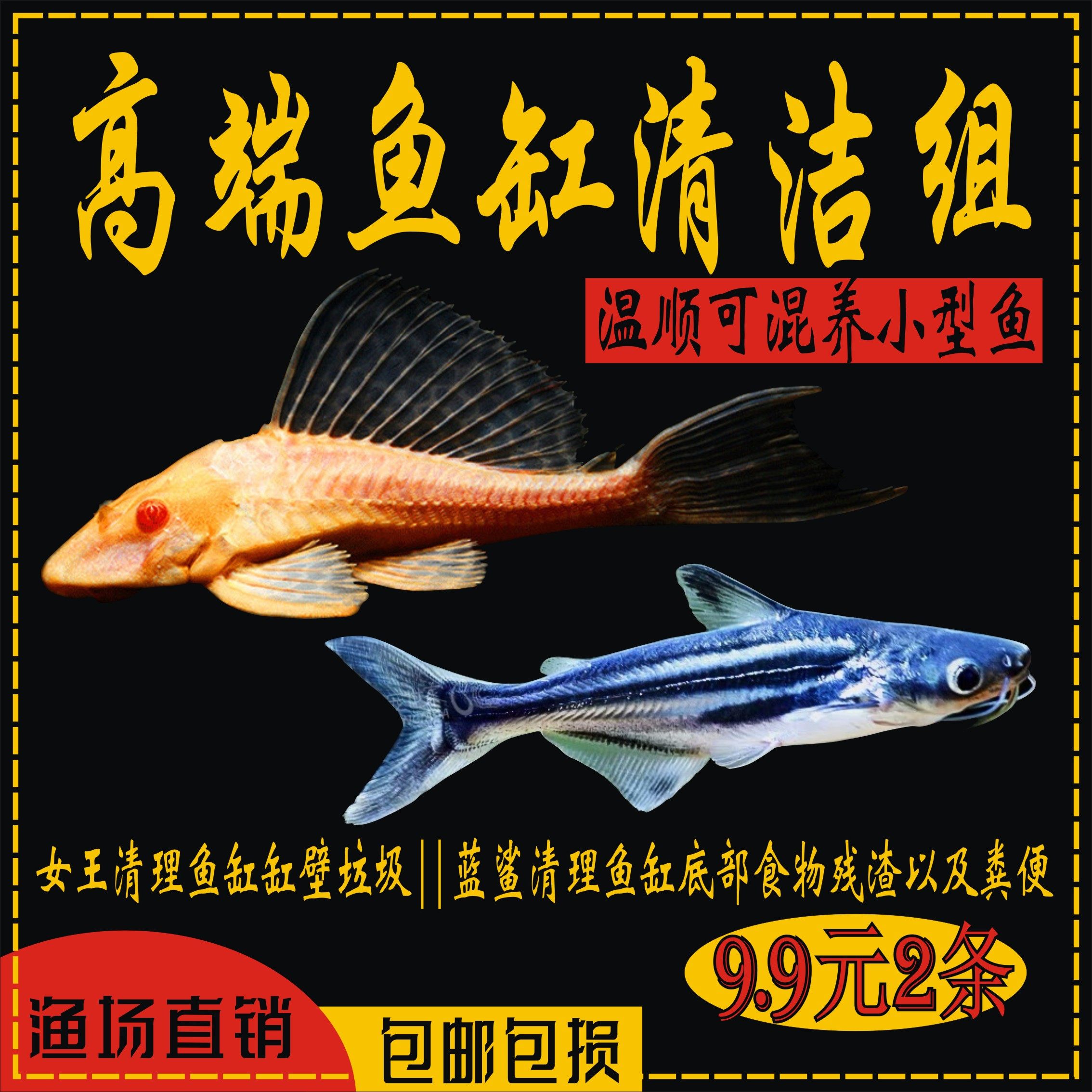 黄金红眼女王大帆清道夫 活体 蓝鲨鱼热带鱼清洁鱼缸大型鱼异形鱼
