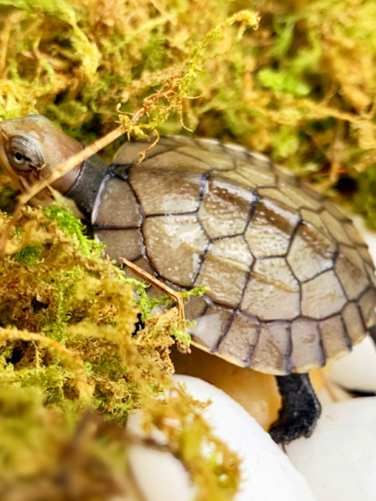 纯正石金钱龟招财宠物龟小乌龟活物小青龟苗黄金龟苗纯正海南三线