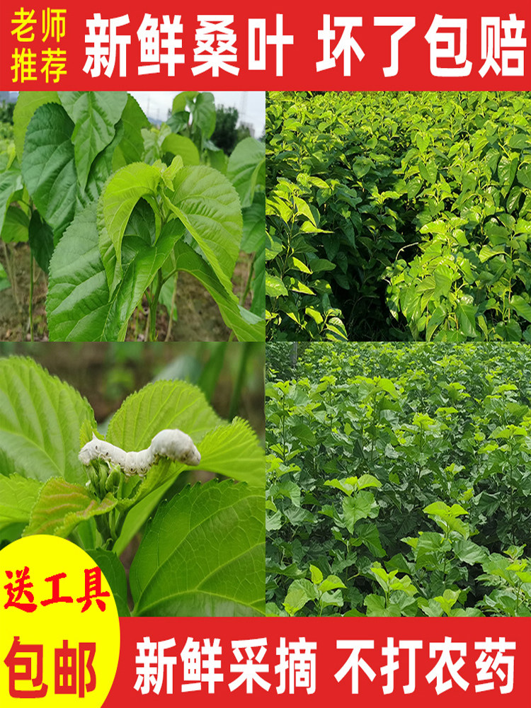 新鲜桑叶饲料学生养蚕宝宝套装蚕卵现摘嫩桑叶桑树叶大叶小蚕鲜嫩