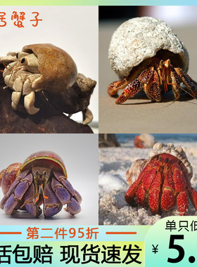 陆生寄居蟹宠物淡水灰白深紫黑莓草莓短腕海洋寄居蟹小螃蟹家养
