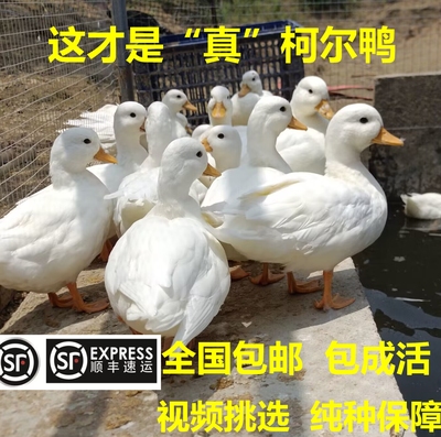 宠物柯达鸭可达鸭子纯种柯尔鸭宠物鸭受精蛋科尔鸭活体鸭幼崽