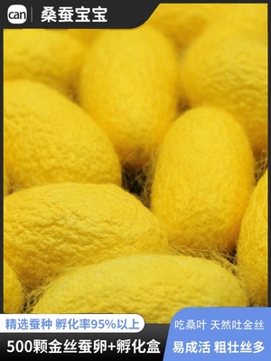 彩色金丝蚕卵蚕宝宝蚕子蚕籽活体学生养蚕套装宠物种蚕茧桑叶包邮