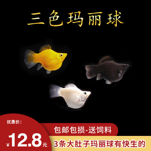 玛丽球鱼银玛丽球黑玛丽皮球鱼三色孕母临产金鱼怀孕观赏热带小鱼