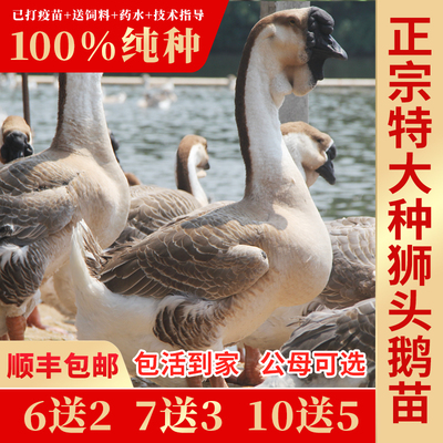 （加急发货)小鹅活苗正宗特大种狮头鹅活苗潮汕纯种狮子头鹅