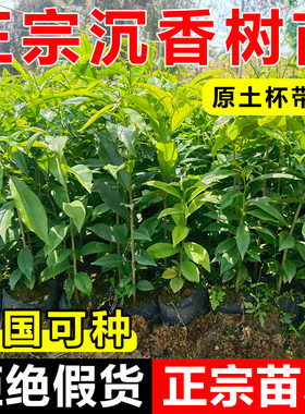 正宗海南沉香树苗白木香苗嫁接奇楠沉香大树四季常青名贵树苗大全