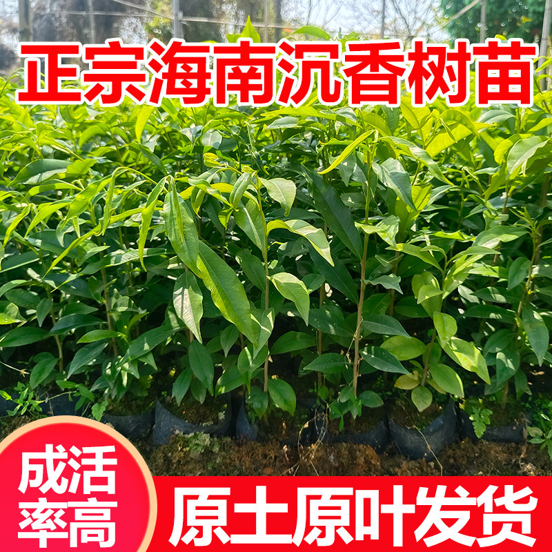 正宗海南沉香树苗沉香苗金丝楠木树苗海南黄花梨树苗台湾小叶紫檀