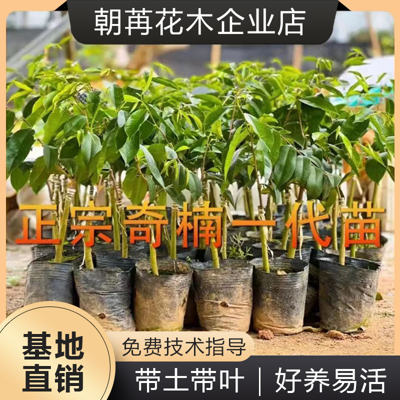 正宗嫁接奇楠沉香树苗一代