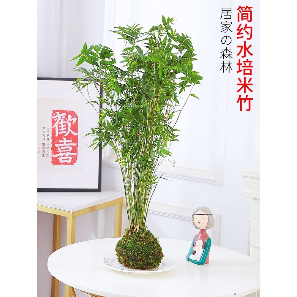 水培植物苔藓球米竹盆景绿植室内吸甲醛水养观赏竹盆栽净化空气