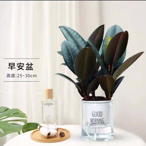 黑金刚橡皮树春季净化空气客厅