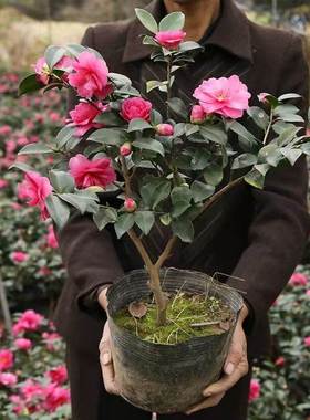 茶梅树苗茶花植物庭院阳台室内外耐寒花卉梅花盆栽老桩四季盆景