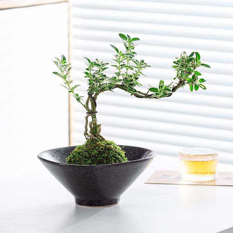 苔玉六月雪造型盆景苔藓球微景观懒人好养水培绿植室内桌面花卉,鲜花速递/花卉仿真/绿植园艺,绿植,淘宝优惠券,粉丝福利购,淘宝优惠卷