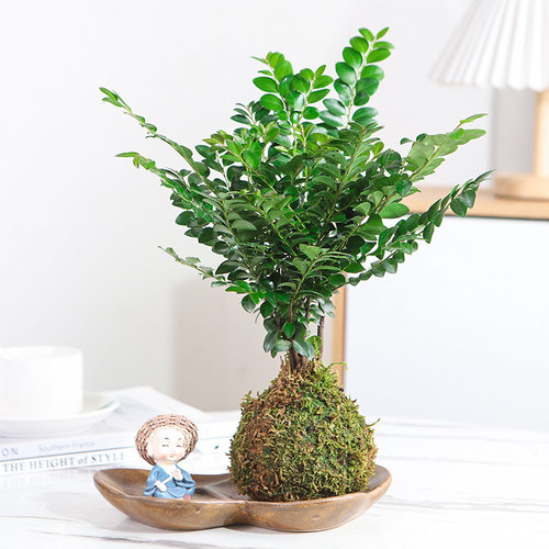 小叶紫檀室内春季净化空气吸甲醛