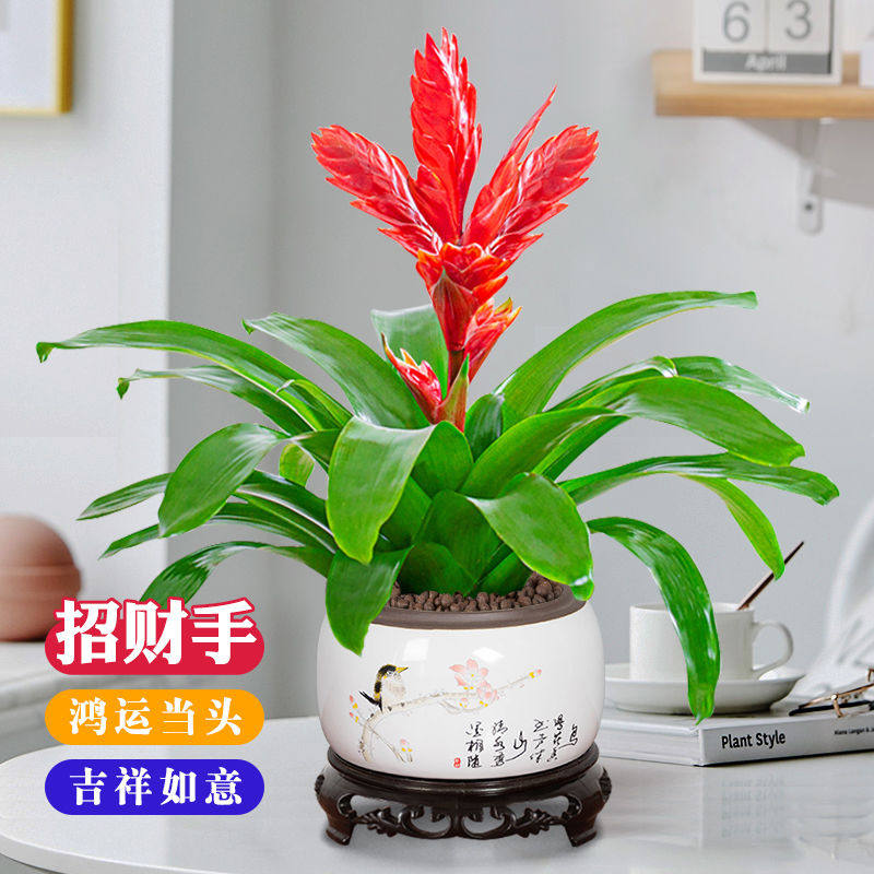 招财手鸿运当头盆栽 红玉扇绿植花卉室内净化空气 好养植物吸甲醛