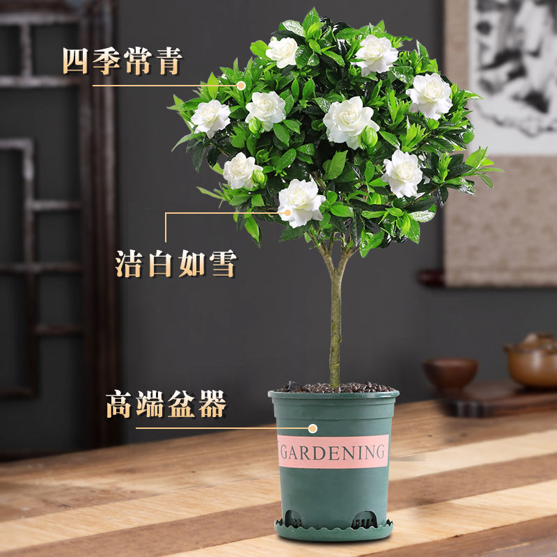 栀子花室内庭院春季净化空气