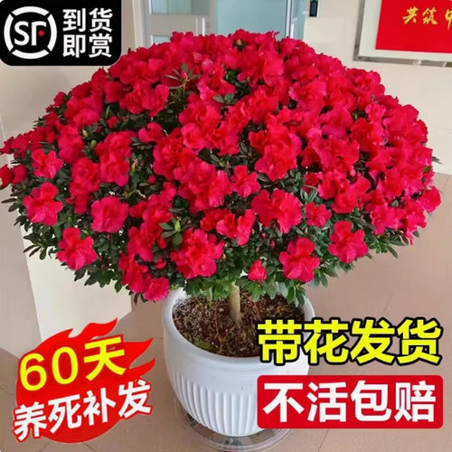 阳台杜鹃花简型净化空气四季开花