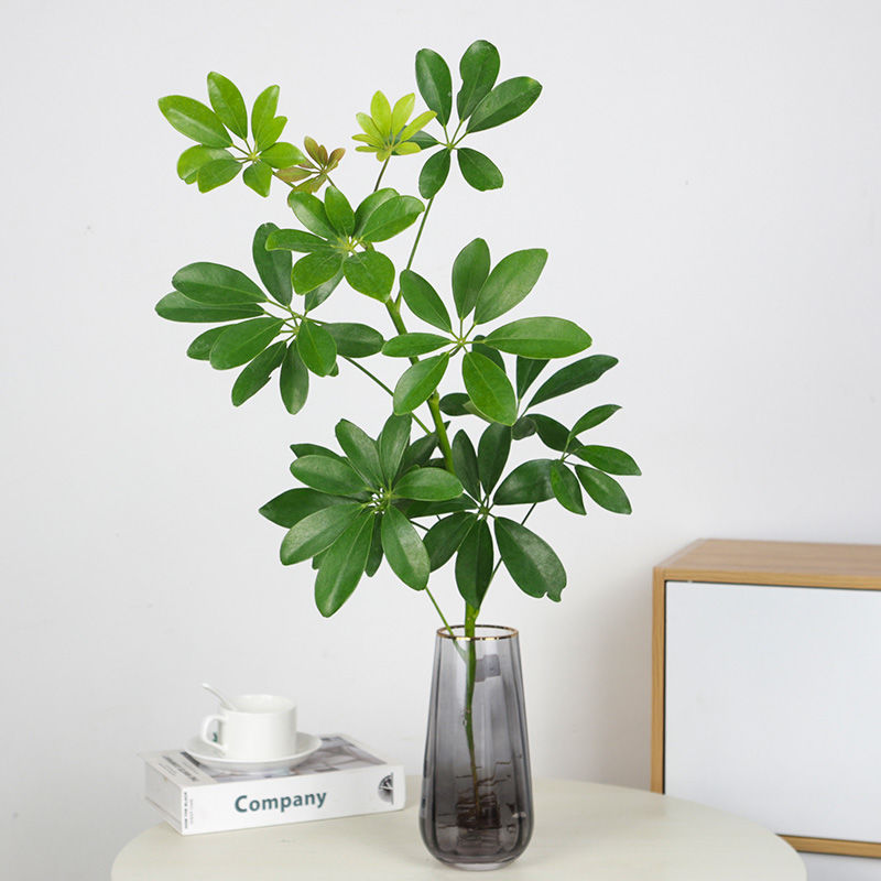 八方来财鸭脚木七叶莲室内春季