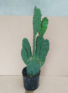 绿色多肉绿植盆栽仙人掌耐寒植物室内阳台庭院种植花卉净化空气