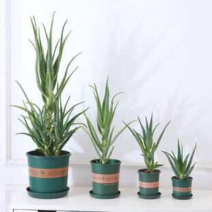 木立芦荟盆栽龙爪菊芦荟盆栽龙爪芦荟食用药用木剑芦荟花苗好养植