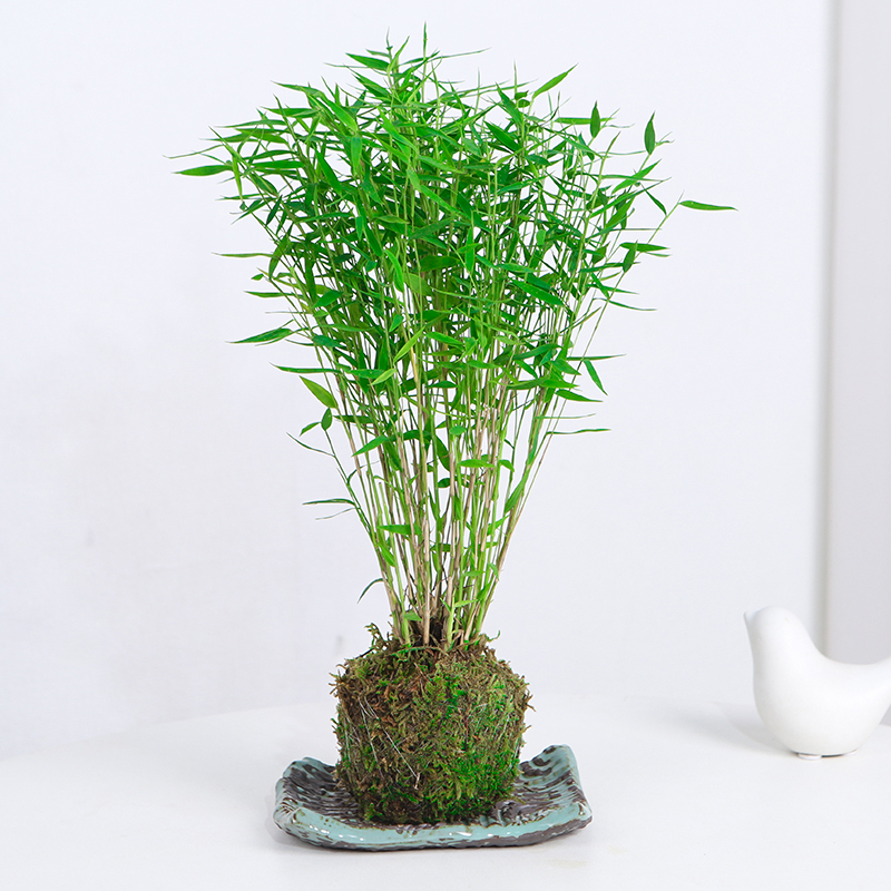 米竹姬翠竹青竹是内室外春季