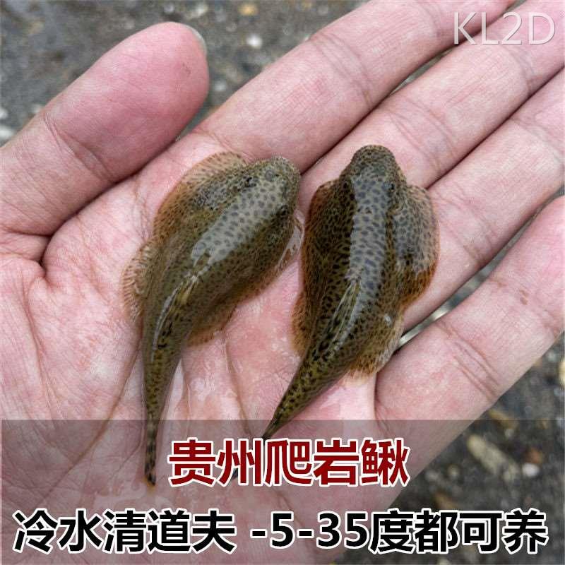 贵州爬岩鳅双吸盘冷水清道夫吸鳅除藻不加温琵琶鱼小提琴清洁工