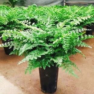 吉姆蕨盆栽网红蕨类植物办公室绿植室内欧洲蕨平安蕨宝石蕨铁线蕨