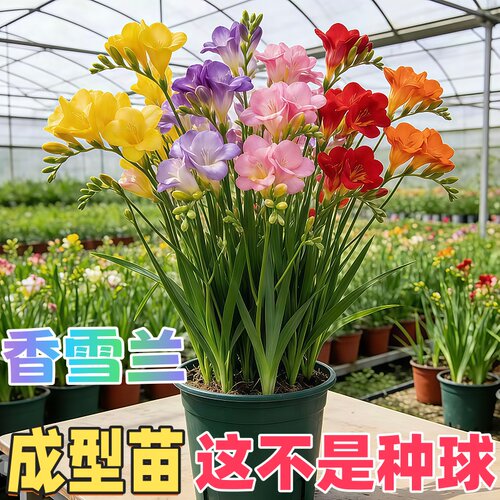 香雪兰小苍兰浓香带苞盆栽