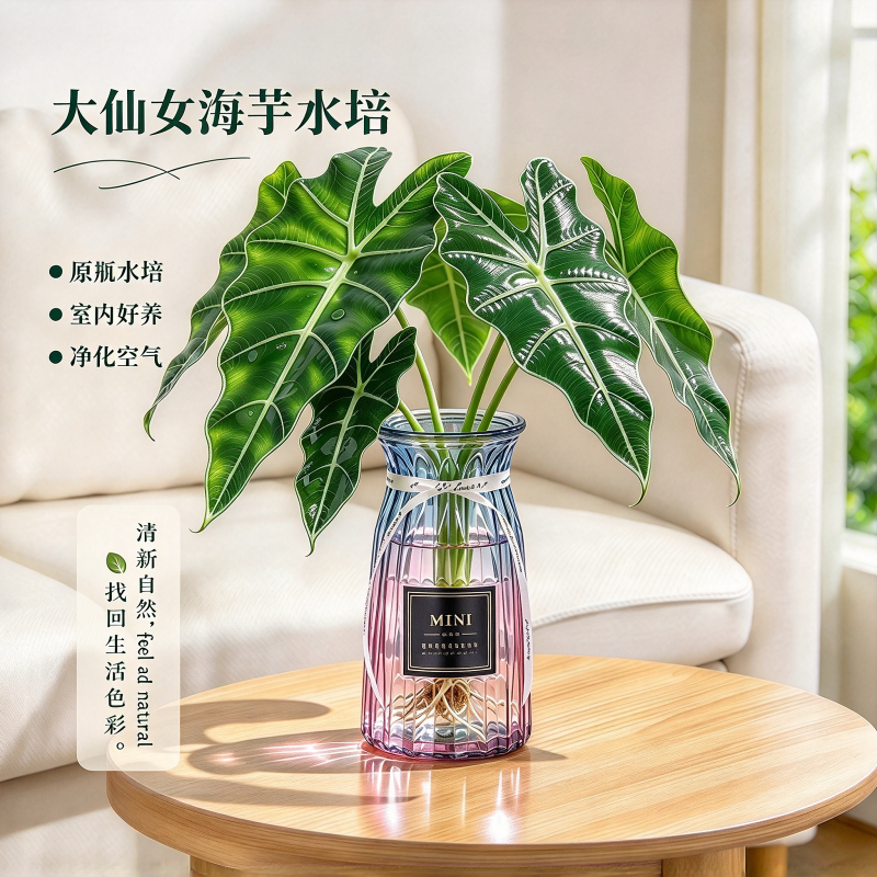 大仙女海芋水培植物室内桌面绿植净化空气好养盆栽小仙女客厅水培